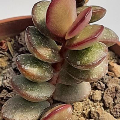 Adromischus subdistichus