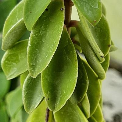 Peperomia congesta