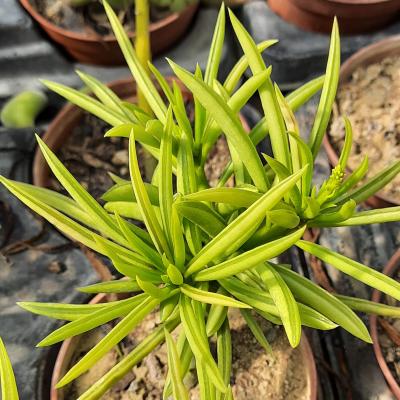 Peperomia ferreyrae