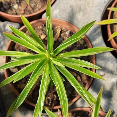 Peperomia strawii