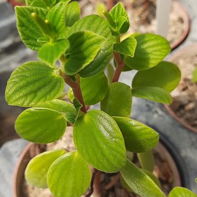 Peperomia villosa