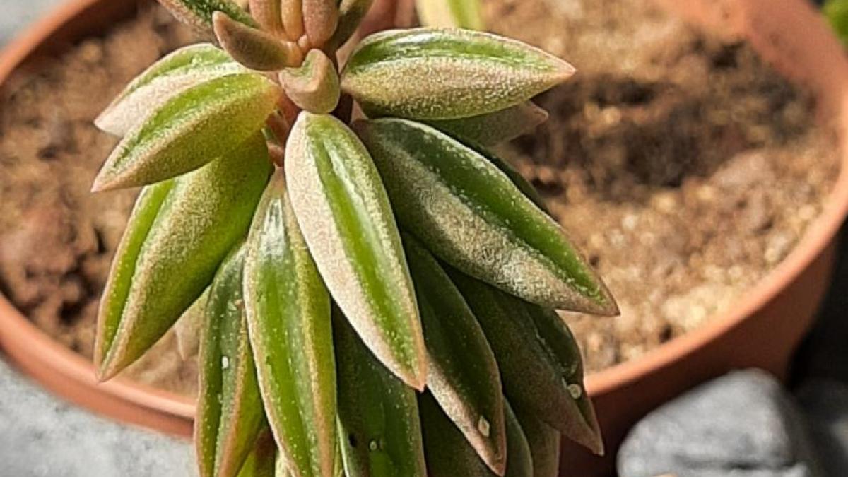 Peperomia