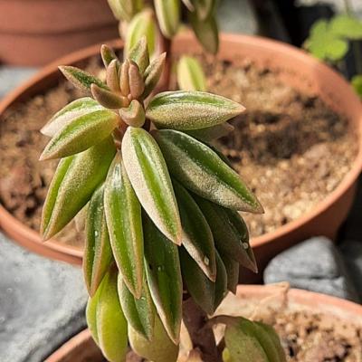 Peperomia sp.