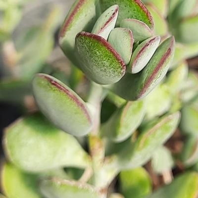 Cotyledon golbinii