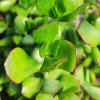 Cotyledon woodii