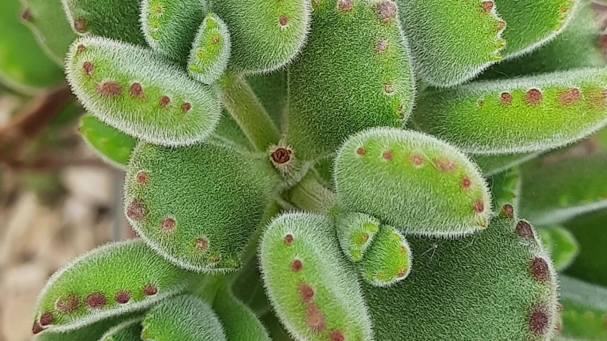 Cotyledon
