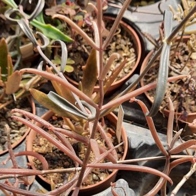 Kalanchoe beauverdii