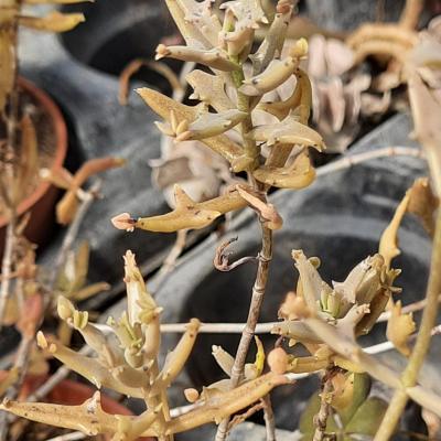 Kalanchoe beauverdii v.juelii