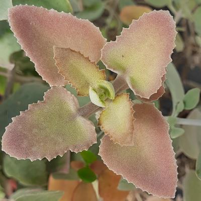 Kalanchoe beharensis 