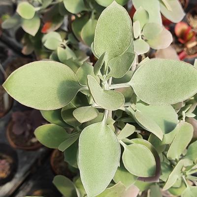 Kalanchoe bracteata