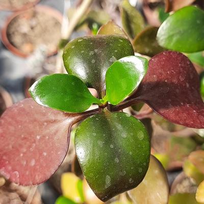 Kalanchoe bracteata glabra