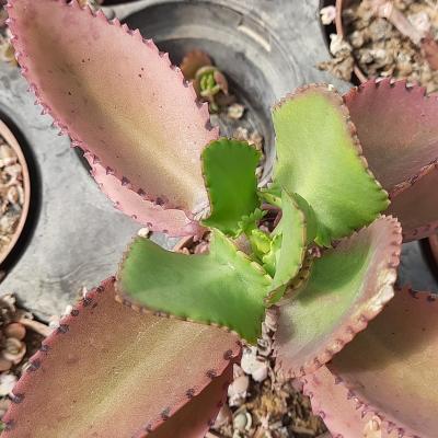 Kalanchoe laetivirens