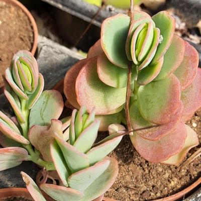 Kalanchoe marnieriana