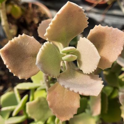 Kalanchoe millotii