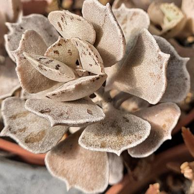 Kalanchoe rhombopilosa