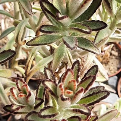 Kalanchoe tomentosa 