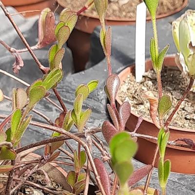 Kalanchoe uniflora