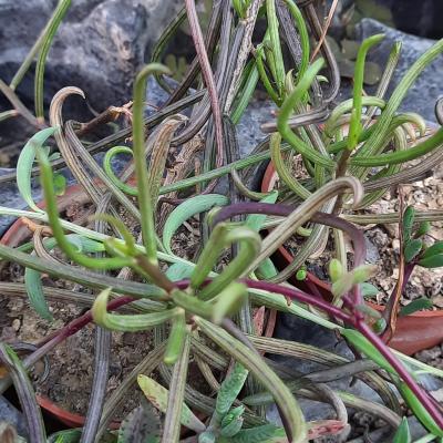 Senecio antandroi