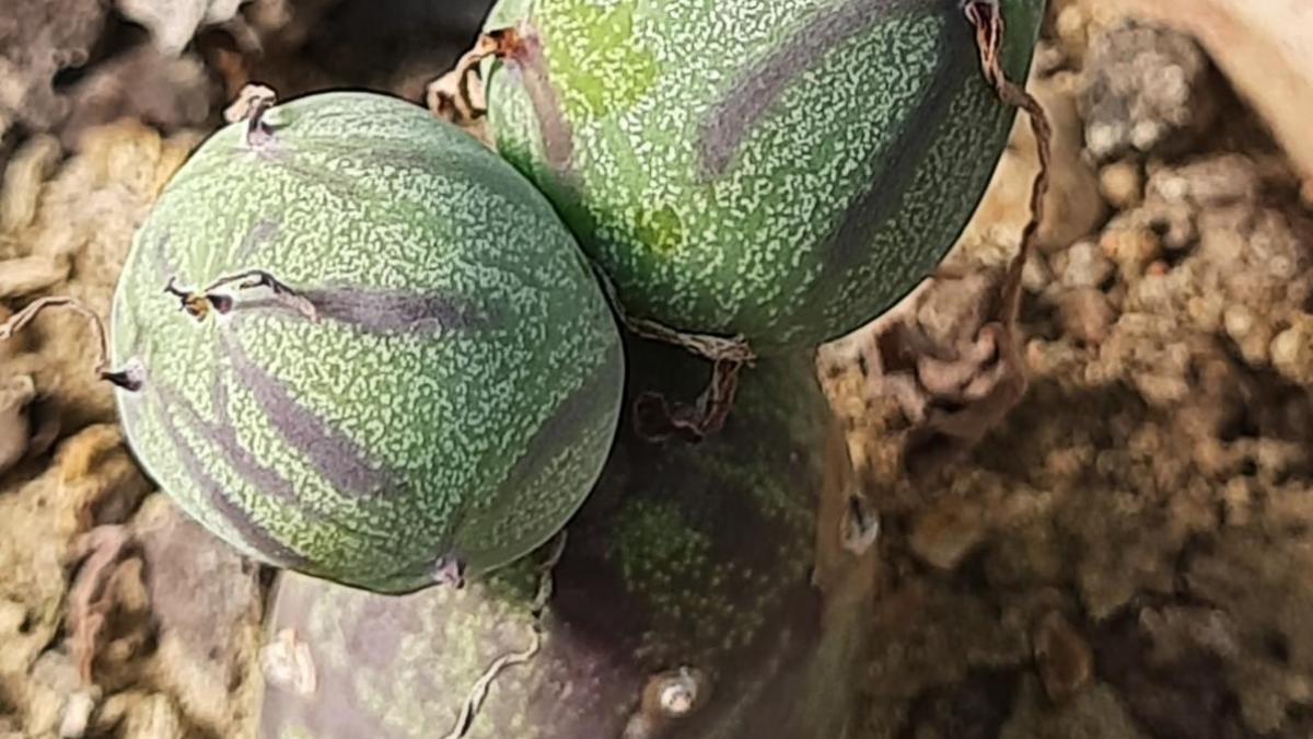 Senecio