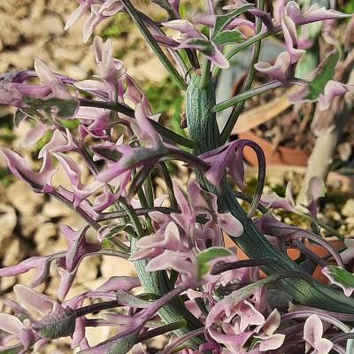 Senecio articulatus variegata