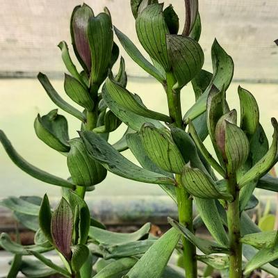 Senecio decaryi