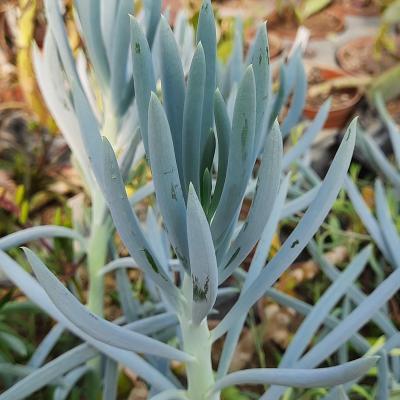 Senecio ficoïdes