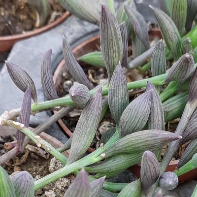 Senecio hallianus