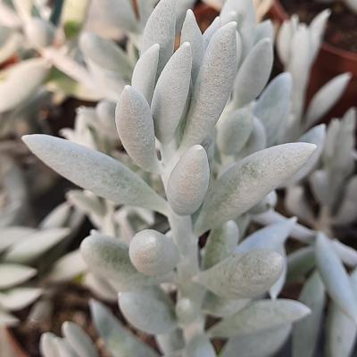 Senecio haworthii