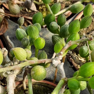 Senecio herreanus