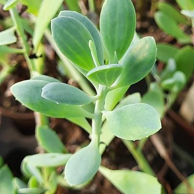 Senecio muirii