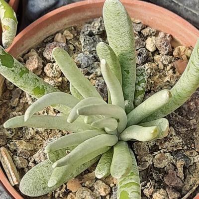 Senecio scaposus