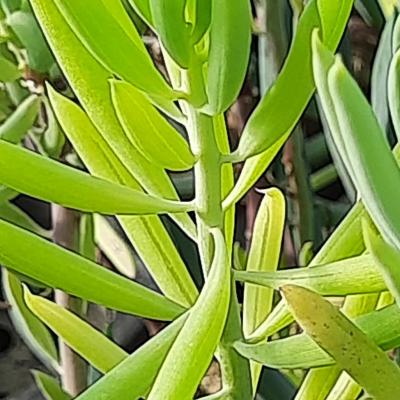 Senecio spiculosus