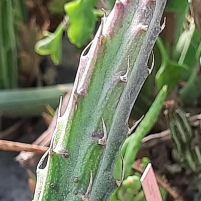 Senecio stapeliiformis