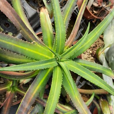 Agave nizandensis