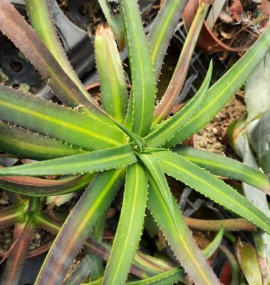 Agave nizandensis