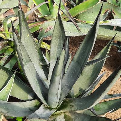 Agave x nigra