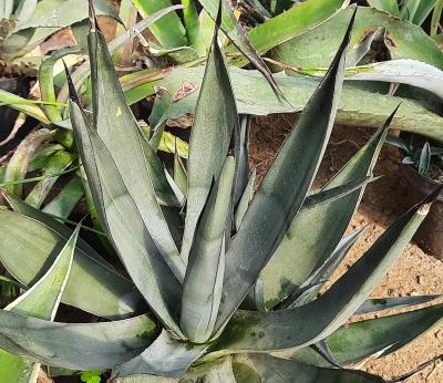 Agave x nigra