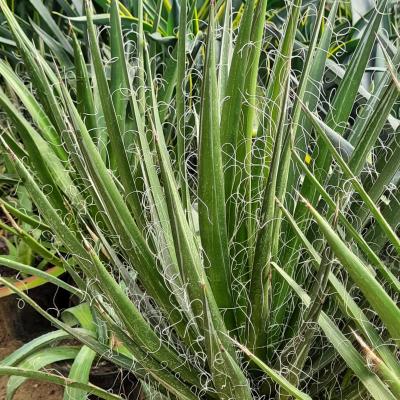 Agave filifera