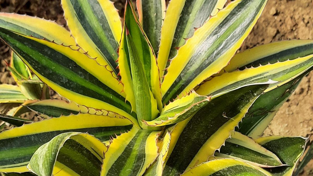 Agave