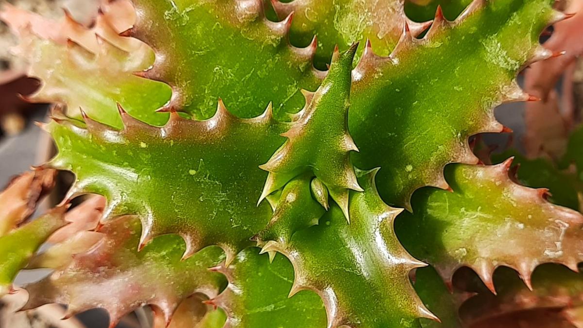 Aloe