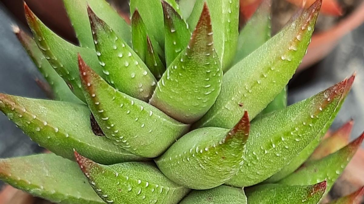 Haworthia