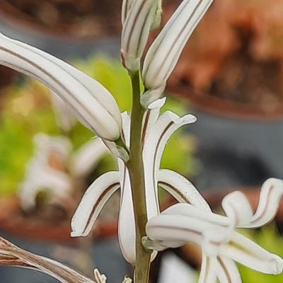 Haworthia cymbiformis var.plena