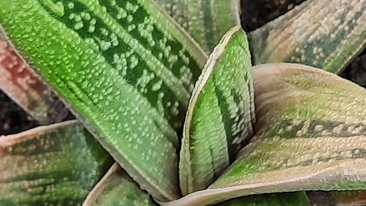 Gasteria