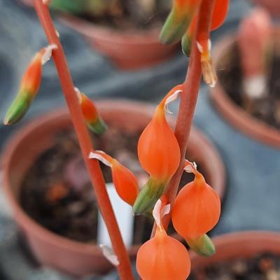 Gasteria glomerata