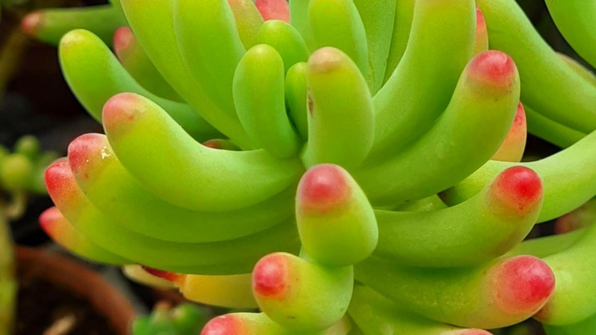 Sedum
