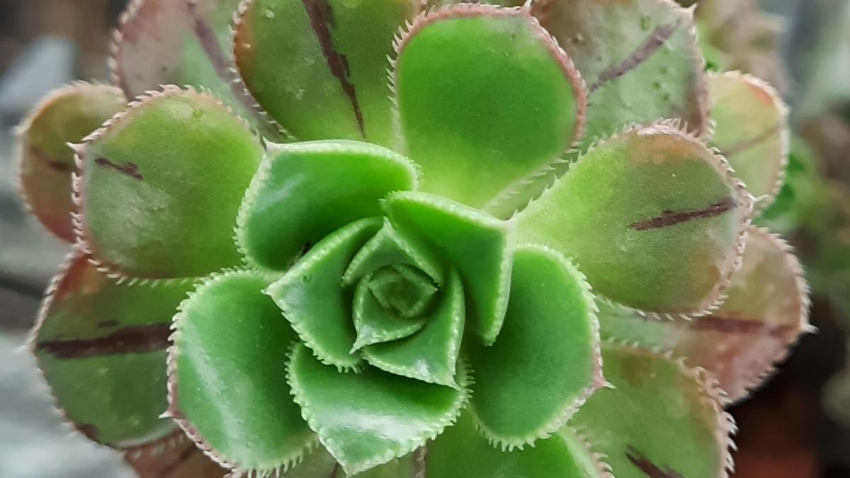Aeonium