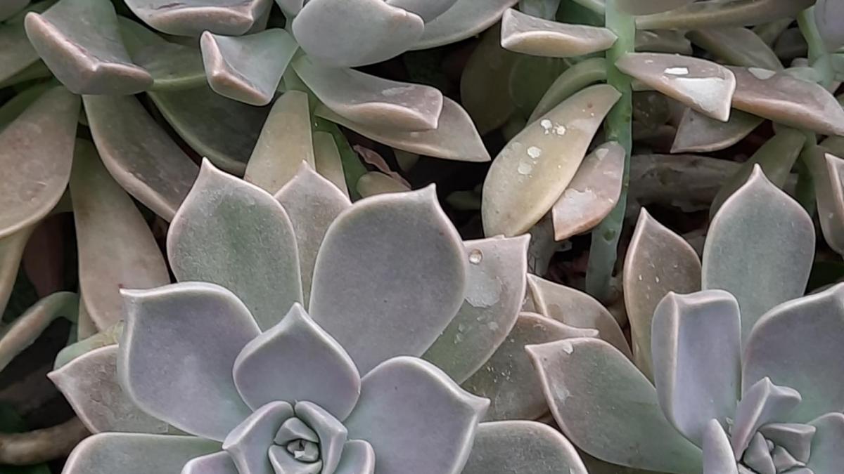 Graptopetalum
