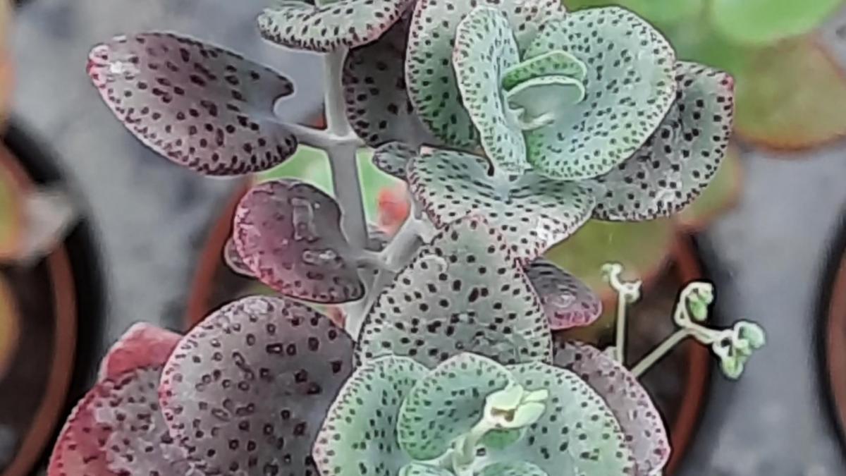 Crassula