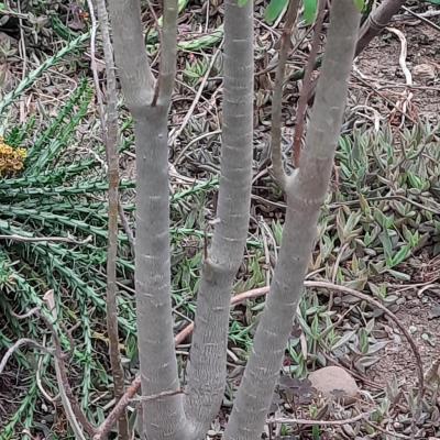 Euphorbia balsamifera