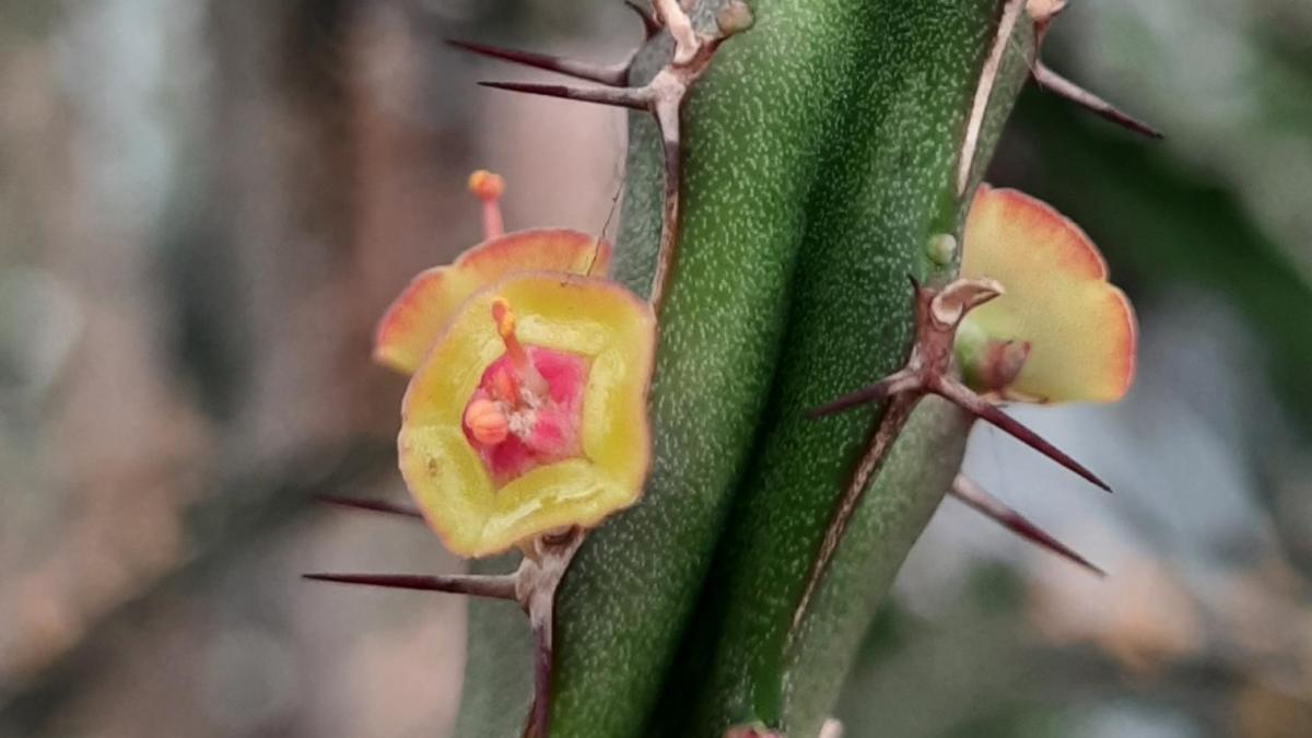Euphorbia
